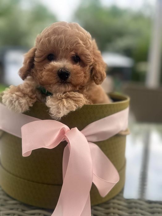 Maltipoo suczka Panda gotowa do odbioru