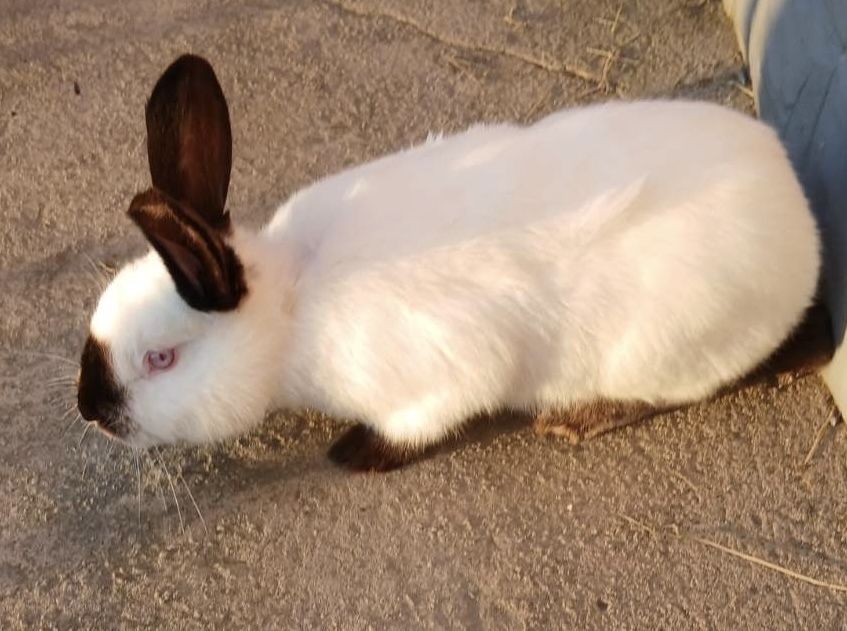 Продам кроликов породы Калифорния