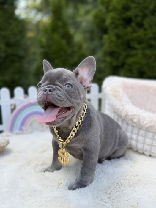 Buldog francuski piesek lilac tan