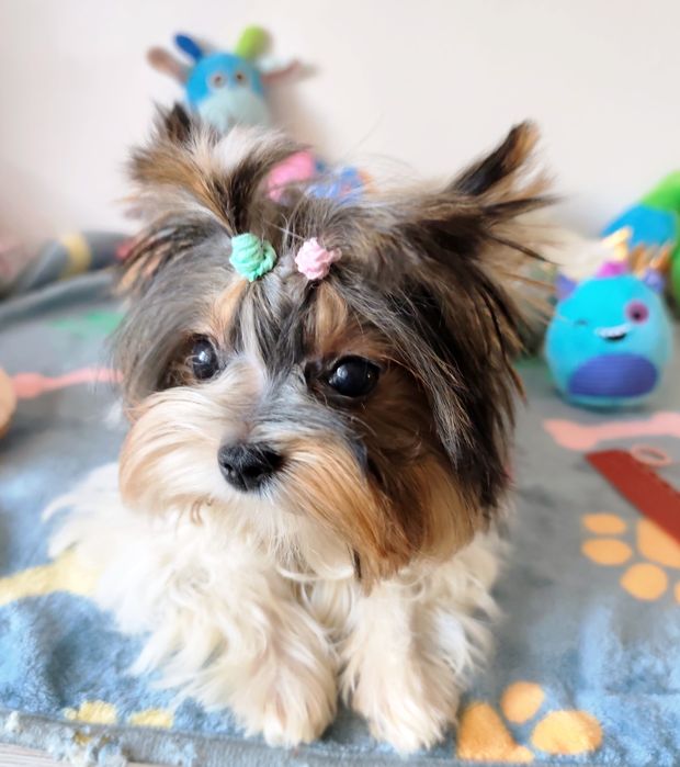 Девочка мини Бивер Йорк