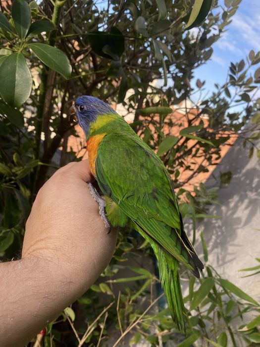 Loris Domesticado - Papagaio Arco Iris