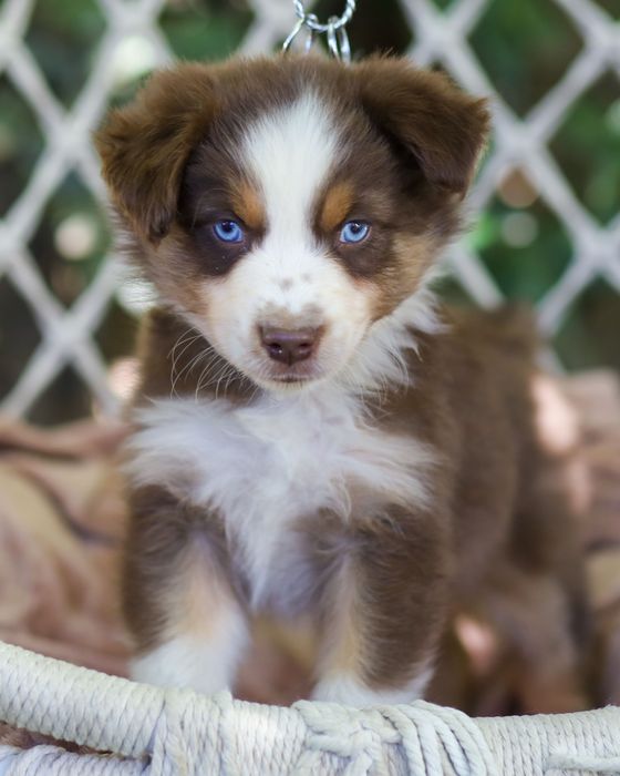 Pastor americano miniatura (mini aussie )