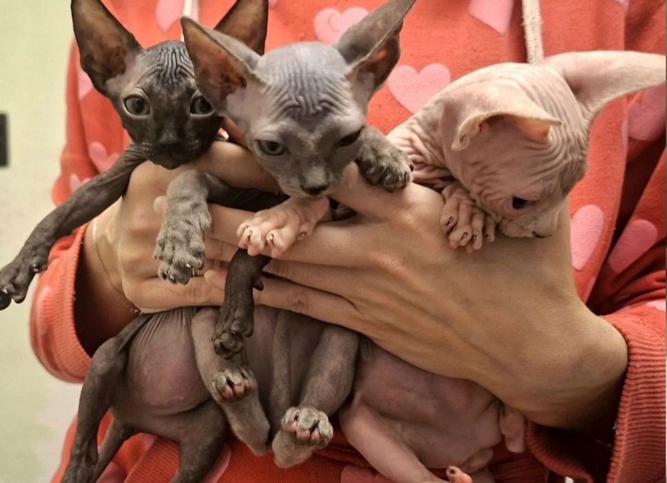 Канадские сфинксы