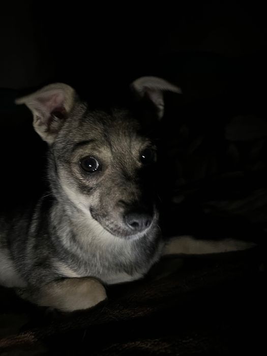 Собака Луна, дуже ніжна та чутлива