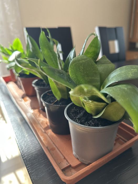 Sansewiera  Gwinejska Hahnii