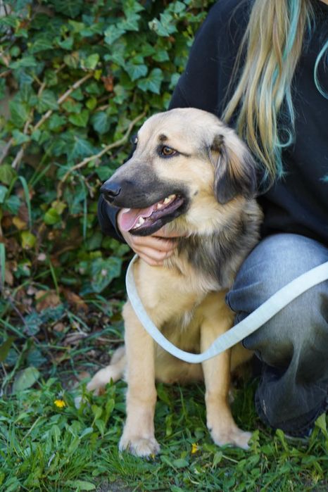 Szczeniak do adopcji, Harry
