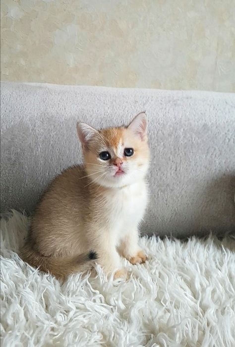 Дівчинка золота шиншила. Три сестрички.