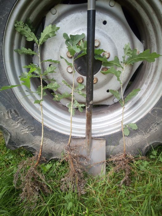 Dąb szypułkowy,sadzonki wys. 25-50 cm,Qercus robur,zalesienia,wysyłka