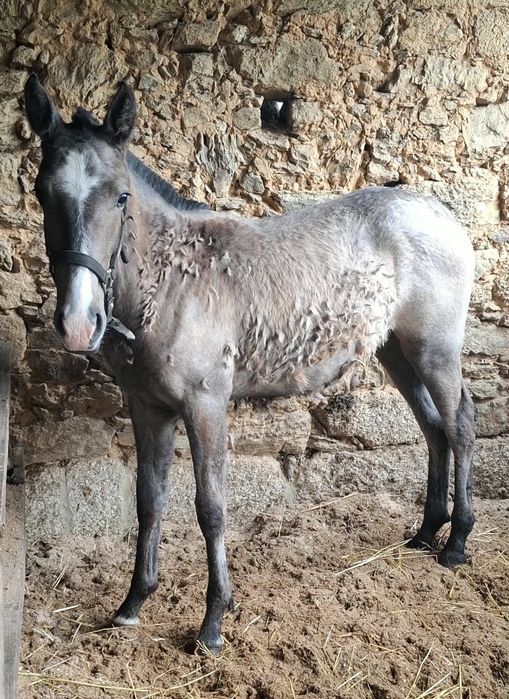 Poldra PSL com 9meses