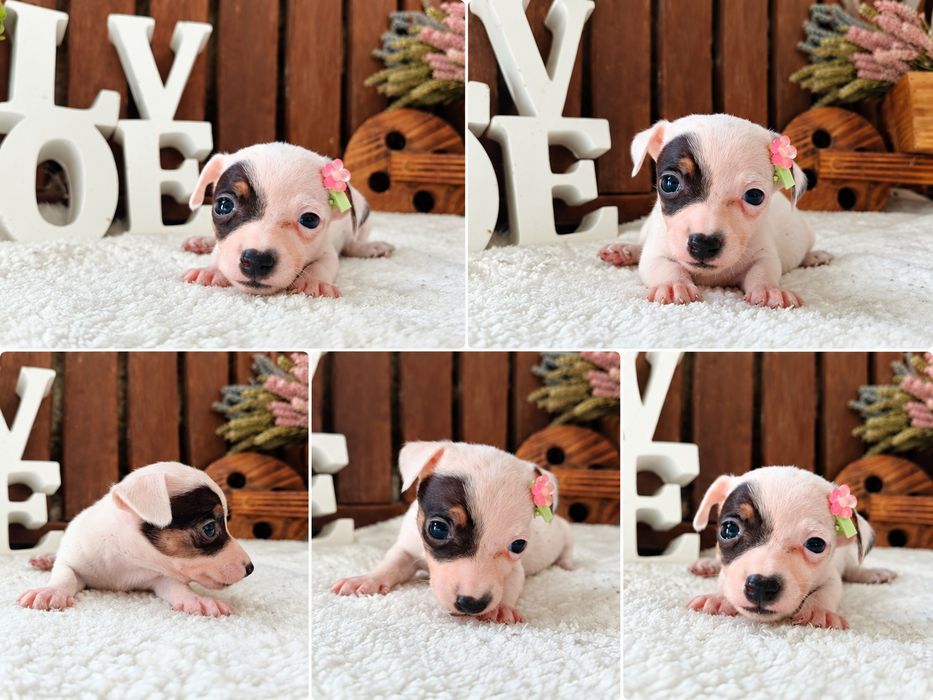 Jack Russel Terrier fêmea