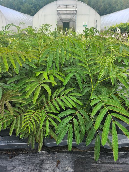 Albicja jedwabista sadzonka w doniczce 2l