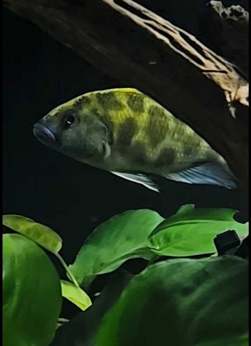 nimbochromis venustus