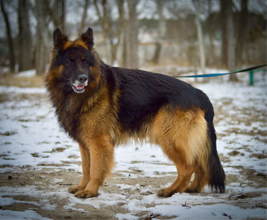 Німецька вівчарка довгошерстна