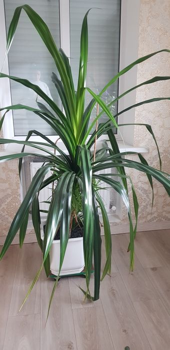 Шикарная Винтовая Пальма Панданус