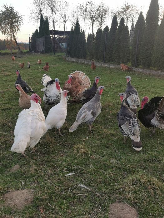 Sprzedam Indyki, Gęsi.