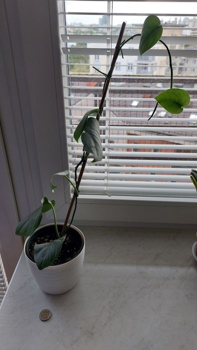 Scindapsus Silver Hero  rosnące rośliny + gratis global green