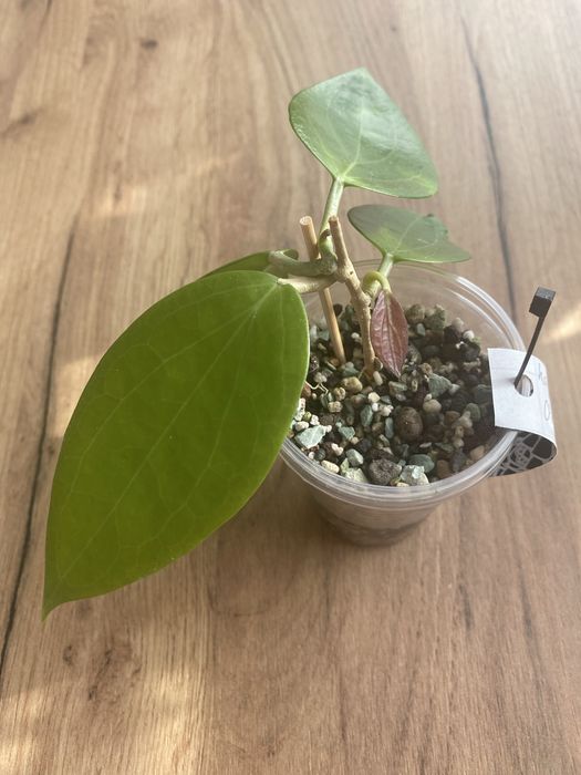 hoya aldrichii christmas island #2 | hoja