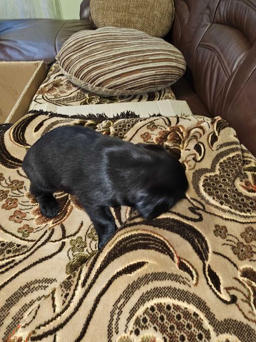 Цуценята кокер спаніель