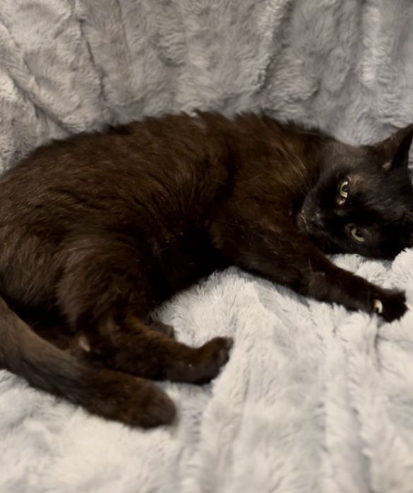 Uroczy kocurek Bamboo szuka domku