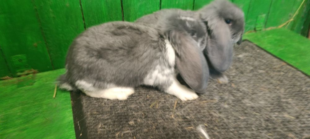 Młode baran francuski niebieski