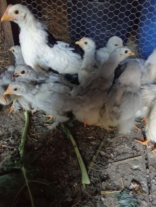 Garnizos pequim lavanda