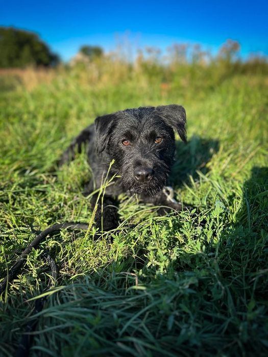 Terrierkowaty piesek Harry do adopcji