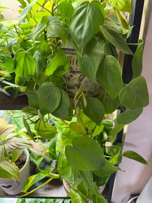 Філодендрон бразіл / міканс / сканденс грін