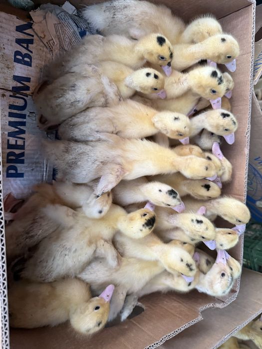 Мулард орвія качки