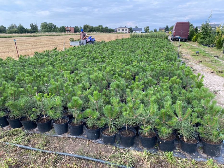 czarna sosna, jałowiec blue arrow, tuja brabant,