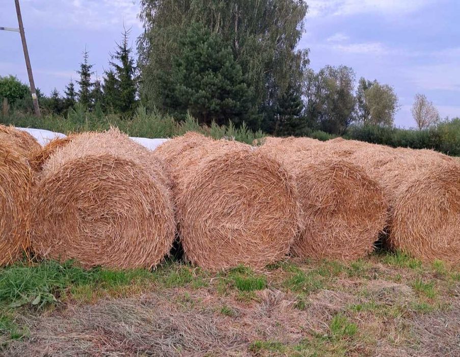 Siano Słoma sprzedam!