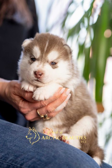 Siberian Husky/Suczka/Wybitna, ciemnooka