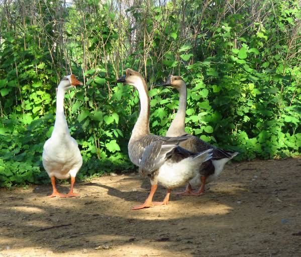 Trio de gansos da guiné