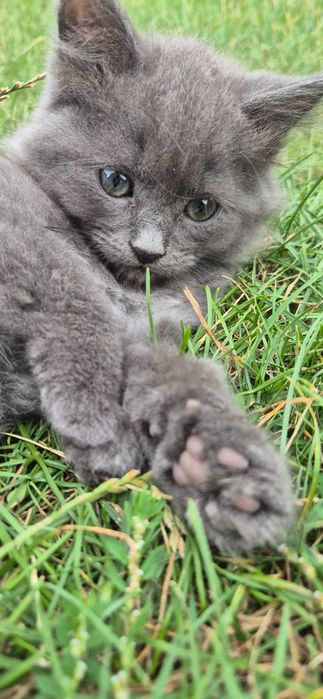 Віддам кошення 2 місяці