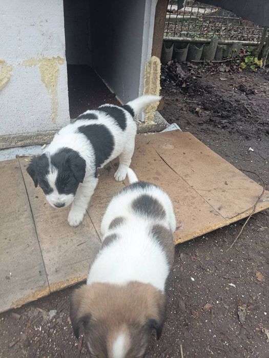 Щенки Лобрадора.