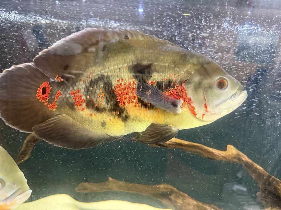 peixes Oscar adultos muito grandes ,  cerca de 28 cms,Casal formado