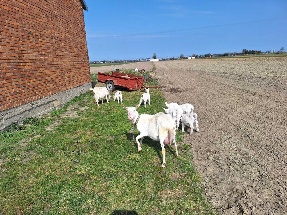 Koziąłki seanenskie bezrożne