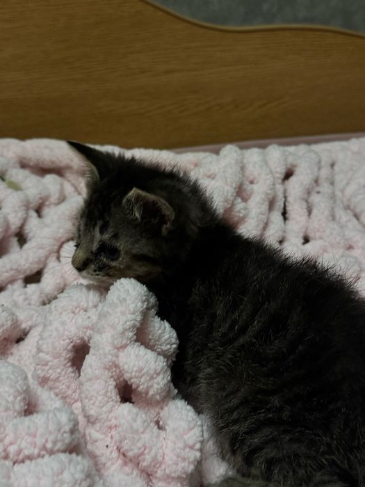 Кошеня шукає домівку