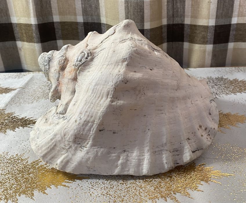 Ракушка океаническая