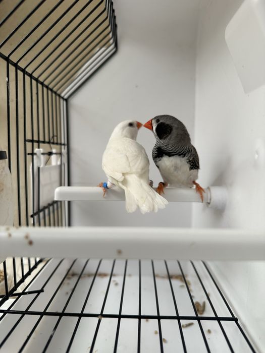 casais de mandarins disponiveis