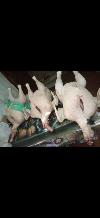 Домашні індюки,м'ясо