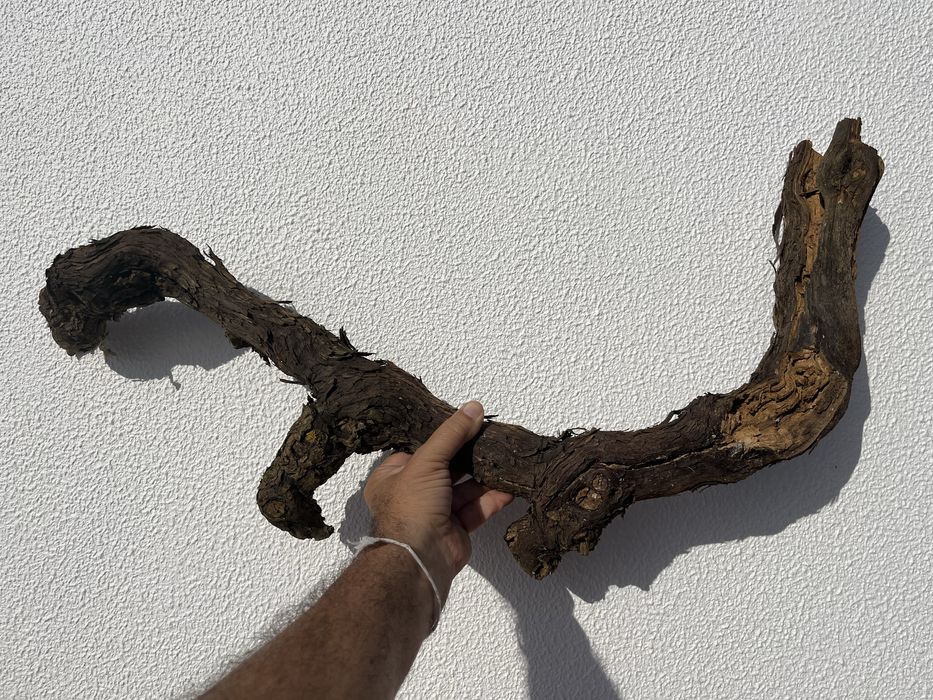 Tronco de videira para decoracão aquario ou terrario dragão