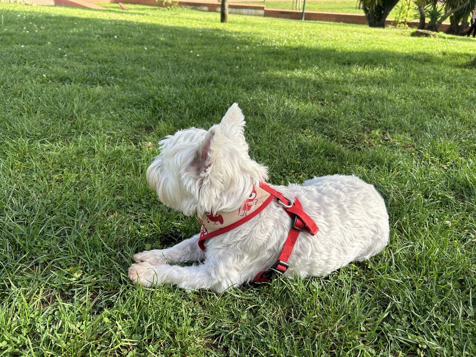 Dog sitting /  Dog boarding