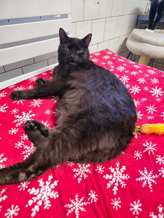 Oddam kota - Bingo czeka właśnie na Ciebie