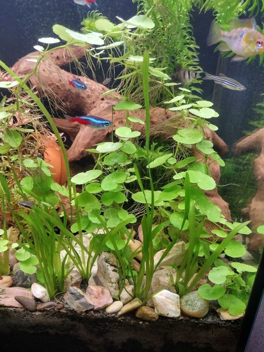 Roślina akwariowa - WĄKROTKA ZWYCZAJNA