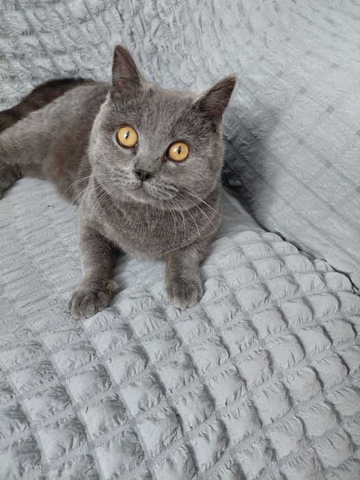 Вязка шотландського прямовухого кота