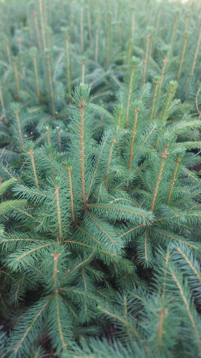 Саджанці Ялина, Сосна, Модрина