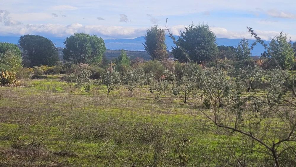 Terreno 10491m2 Agrícola Com árvores de fruto  e Poço e charca