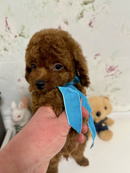 Маленький сладунчик