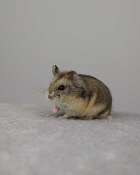 Chomik, chomiki, chomik campbella, rodowodowe chomiki campbella