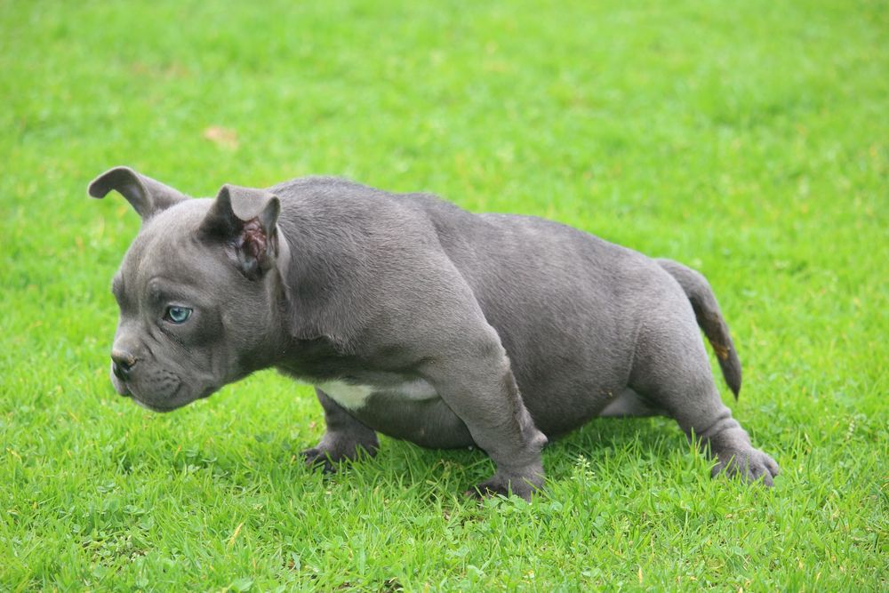 Exotic bully micro